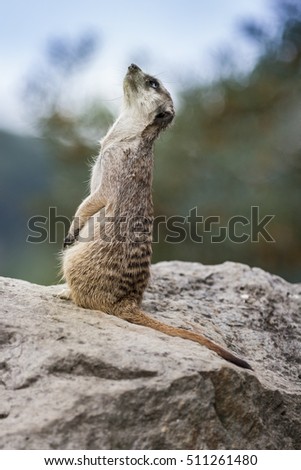 Suricata Meercat Small Animal on Rock Looking up the Sky