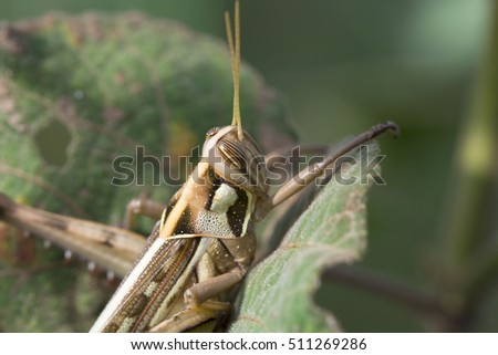 Grasshopper are plant eating insects and they are classified as serious pest and threat to food crop growers / Grasshoppers / Up close with different types and stages of grasshoppers