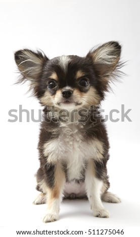 black and tan cream long coated Chihuahua isolated over white background