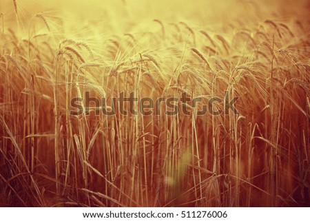 yellow ripe barley ears in the field autumn background