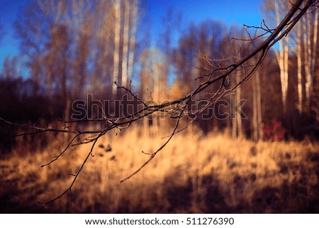 cute autumn background blur dry grass and twigs sunlight