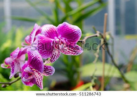 one lovely orchid from asia picture is taken in Gothenburg