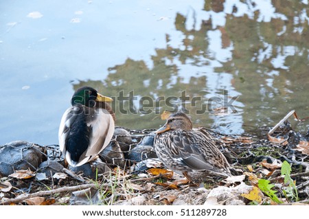 two ducks on the riverside