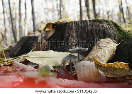 Mushrooms near tree trunk, Autumn Background, Fall Landscape 