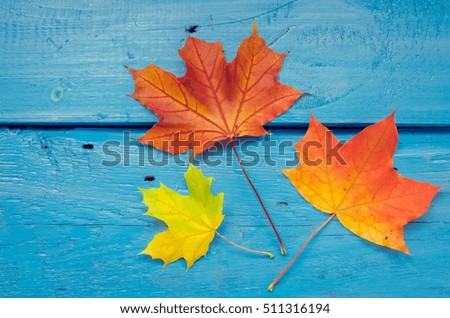 Autumn leaf life cycle. Autumn background with colorful fall maple leaves on blue wooden table. Life cycle of fall leaf. Thanksgiving holidays concept. Green, yellow and red autumn leaves. Top view.