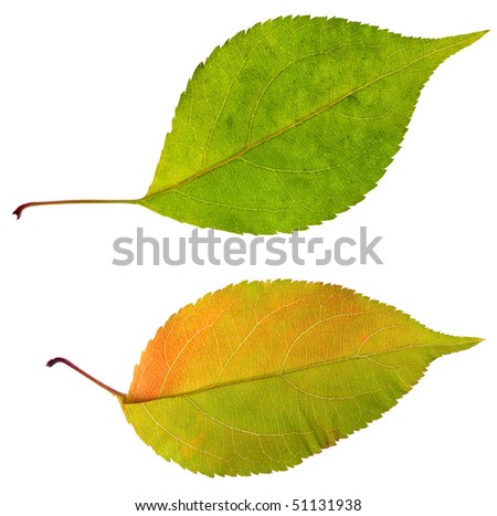 leaves isolated on a white