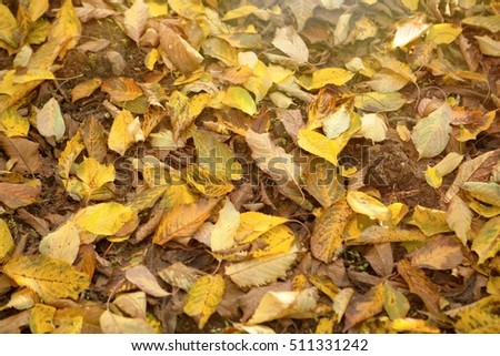 Leaves with brown and yellow in autumn