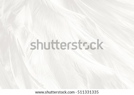 Beautiful white feather texture background