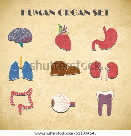 Internal organs decorative icons set isolated vector Illustration