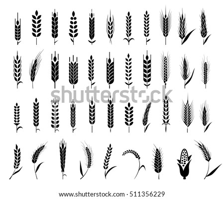 Cereals icon set with rice, wheat, corn, oats, rye, barley. Ears of wheat bread symbols. Organic , agriculture seed, plant and food, natural eat. Vector illustration. Royalty-Free Stock Photo #511356229