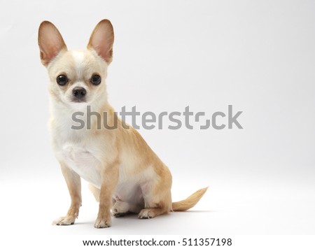 Studio shot of a Chihuahua isolated over white background