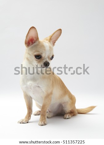 Studio shot of a Chihuahua isolated over white background