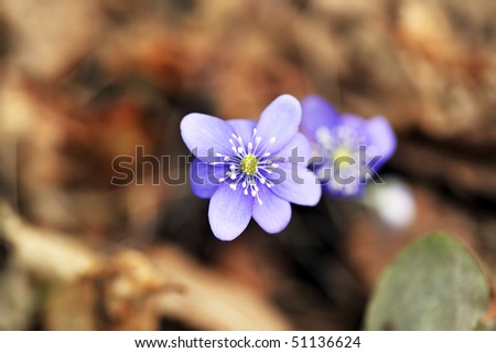 Blossoming flower in spring on  forest glade
