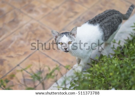 cat in park