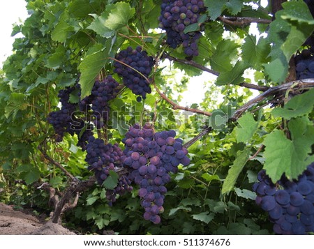 Bunches of ripe cultivar grape in the summer garden    