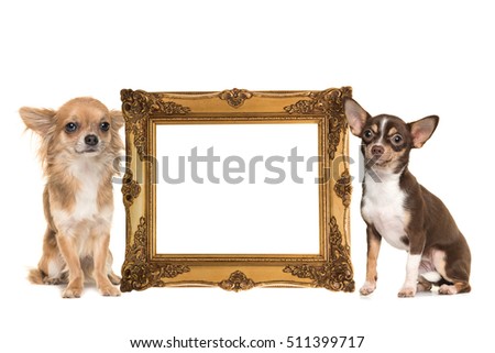 Golden victorian picture frame isolated on a white background with two chihuahua dogs one long hair and one short hair on the side with room for text inside the frame