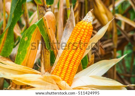 Close up picture of Dried corn on the field