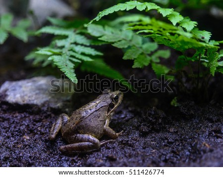 mountain brown frog (Rana ornativentris) close view in mount takao, japan