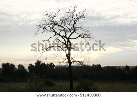 the silhouette of tree with birds and sky before sun set background
