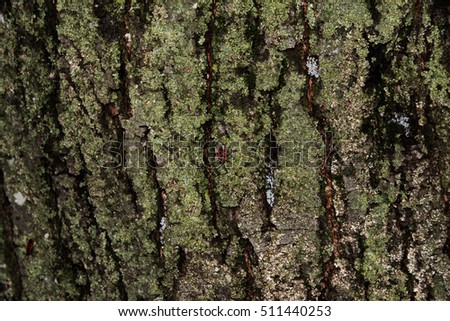 old wood tree bark texture with green moss. Bedbug-soldier on a tree trunk, red-black beetle.