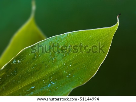 Banana Leaf - Macro