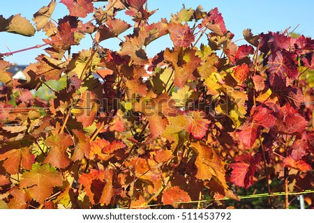 Sunlight through fresh grape leaves in Autumn.
