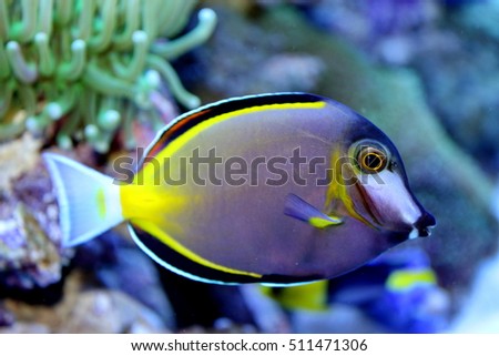 Powder Brown Tang (Japan surgeonfish) in marine aquarium. Acanthurus japonicus is marine fish in Family Acanthuridae.