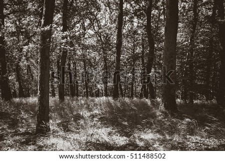 Frightening Forest With Retro Touch