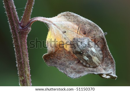 Bedbug sits on a leaf. Insect/ Hemiptera/ Scutelleridae/ Eurygaster.