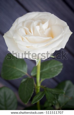 white rose on dark wooden background macro photo