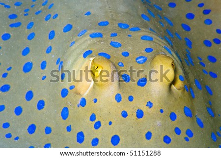 Blue spotted ribbontail ray ( Taeniura lymma) close-up underwater picture