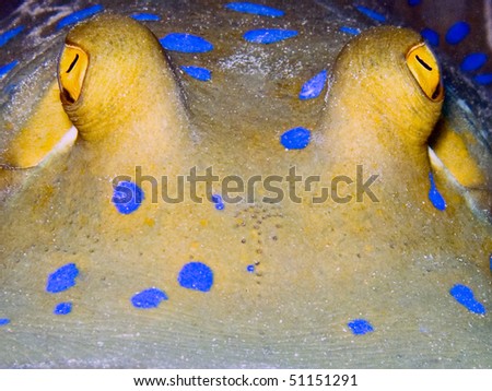 Blue spotted ribbontail ray ( Taeniura lymma) close-up underwater picture