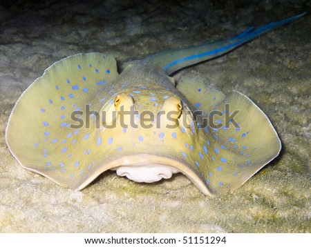 Blue spotted ribbontail ray ( Taeniura lymma)  underwater picture, Marsa Alam, Egypt