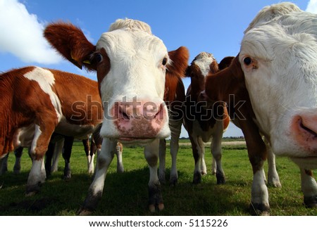 wide-angle shot of cows Royalty-Free Stock Photo #5115226