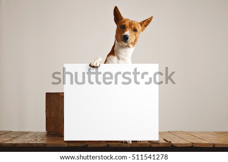 Adorable brown and white basenji dog holding a large blank white sign in a studio with white walls and beautiful rustic brown wooden floor