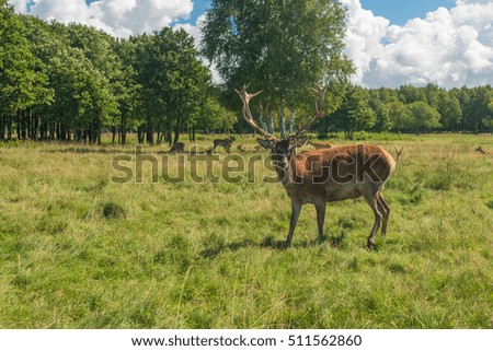 Male deer grazing in field