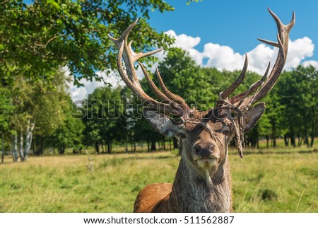 Male deer grazing in field