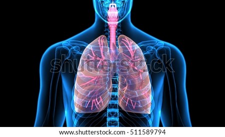 Human Body Organs (Lungs).3D