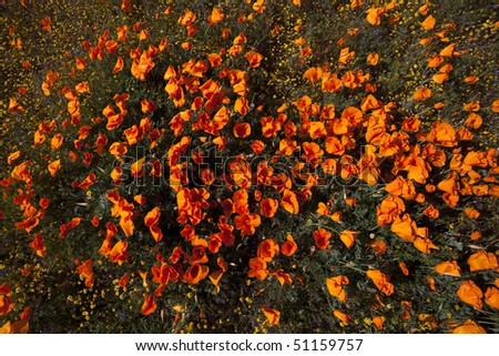 Dramatic Colorful Poppies in Field Near Lancaster California Poppy Reserve Suitable for a Background