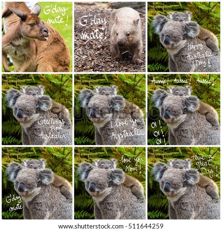 Photo collage of Australian koala bear native animal with baby and various greetings