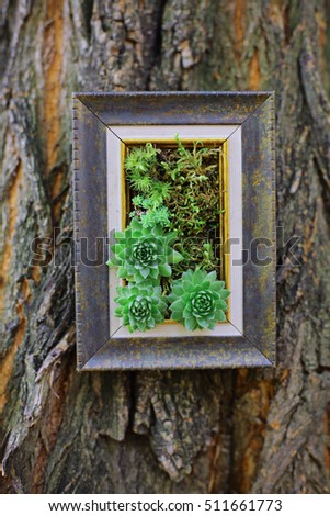 Indoor & Outdoor Modern Vertical Succulent Wall Garden Planter Systems. Live painting in the vintage frame on the tree in the park