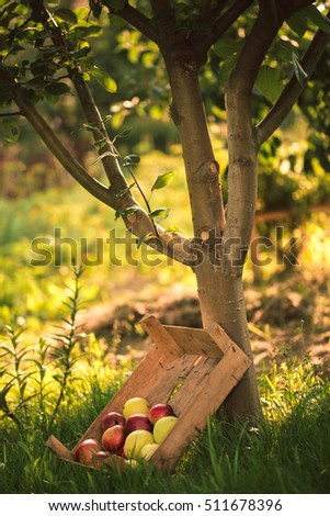 Mountain of apples lying in the wooden box in green grass in the garden. Summer color image. Circle bright bokeh. Some red green yellow apples. Spring tree in park