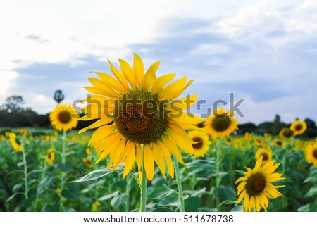 a selective focus picture of sunflower in Integrated Farming System,the future agriculture for food of our world with rows of sunflowers and corn field together.