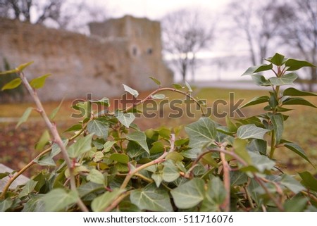 green ivy and medieval castle background