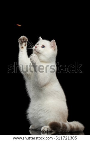 Playful British breed Cat White color with magic Blue eyes, stretched up, raising up paws, on Isolated Black Background