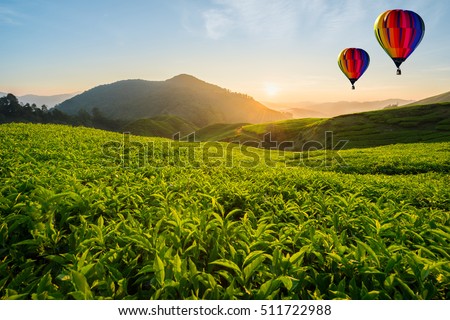 Malaysia tea plantation at Cameron highlands with hot air balloon in morning in Malaysia. Royalty-Free Stock Photo #511722988