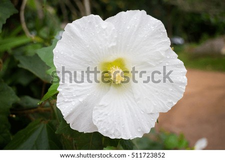 White hibiscus or shoe flower (chaba), stock photo
