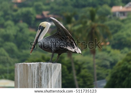 quiet brown pelican rest on post, Sea Bird