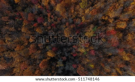 autumn forest from above 