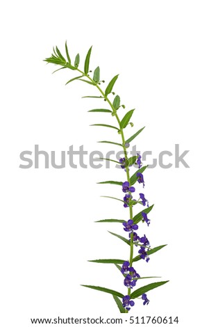Close up of purple flower isolated on white background

